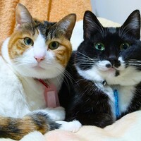 ぎん　と　きん