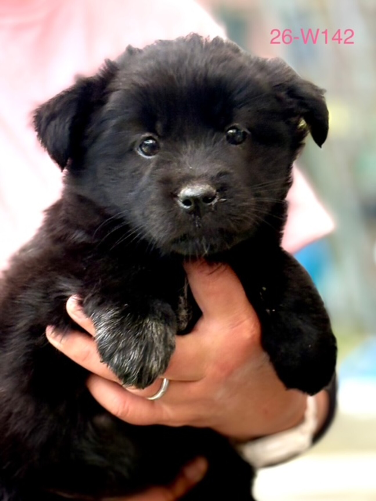 26-W142 可愛過ぎ」滋賀県 - 犬の里親募集(539532) :: ペットの