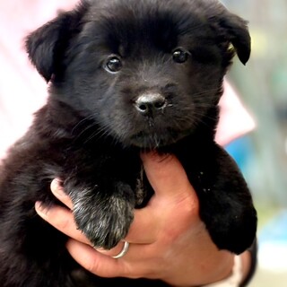 26-W142 可愛過ぎ」滋賀県 - 犬の里親募集(539532) :: ペットの
