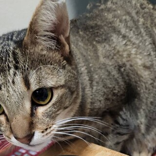 2歳2ヶ月　麦わら猫　健気な　鈴ちゃん