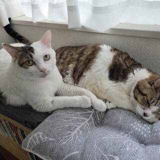人懐っこくて賢い猫ちゃんの里親を探しています