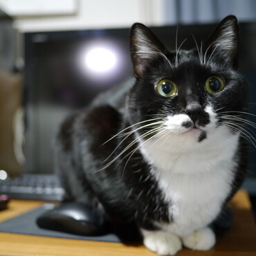 ぎん　と　きんの写真