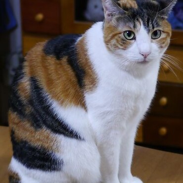 ぎん　と　きんの写真