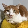 自然とそばに馴染める協調性抜群タイプのだいくん‎☆ サムネイル3