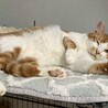自然とそばに馴染める協調性抜群タイプのだいくん‎☆ サムネイル4