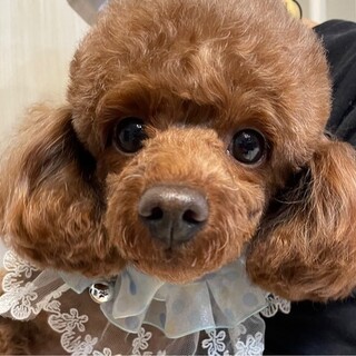 トイプードル　女の子　3歳
