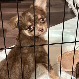 小型犬を保護で受け入れ予定です 保護犬たちの笑顔が集まる『SAVE THE DOG 2026カレンダー』受注開始