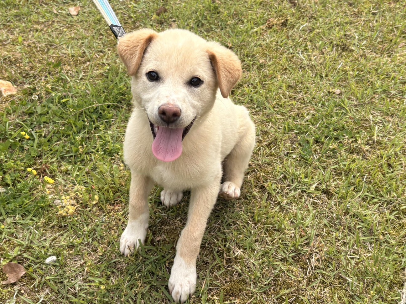 人が大好き甘えん坊のオス子犬」徳島県 - 犬の里親募集(538601