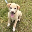 人が大好き甘えん坊のオス子犬
