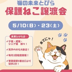 ★猫の未来とびら譲渡会★東銀座徒歩2分★東劇隣