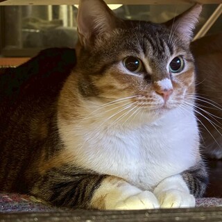 ザ・三毛猫なツンデレ美人さん