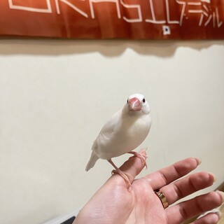 文鳥の里親様を募集します