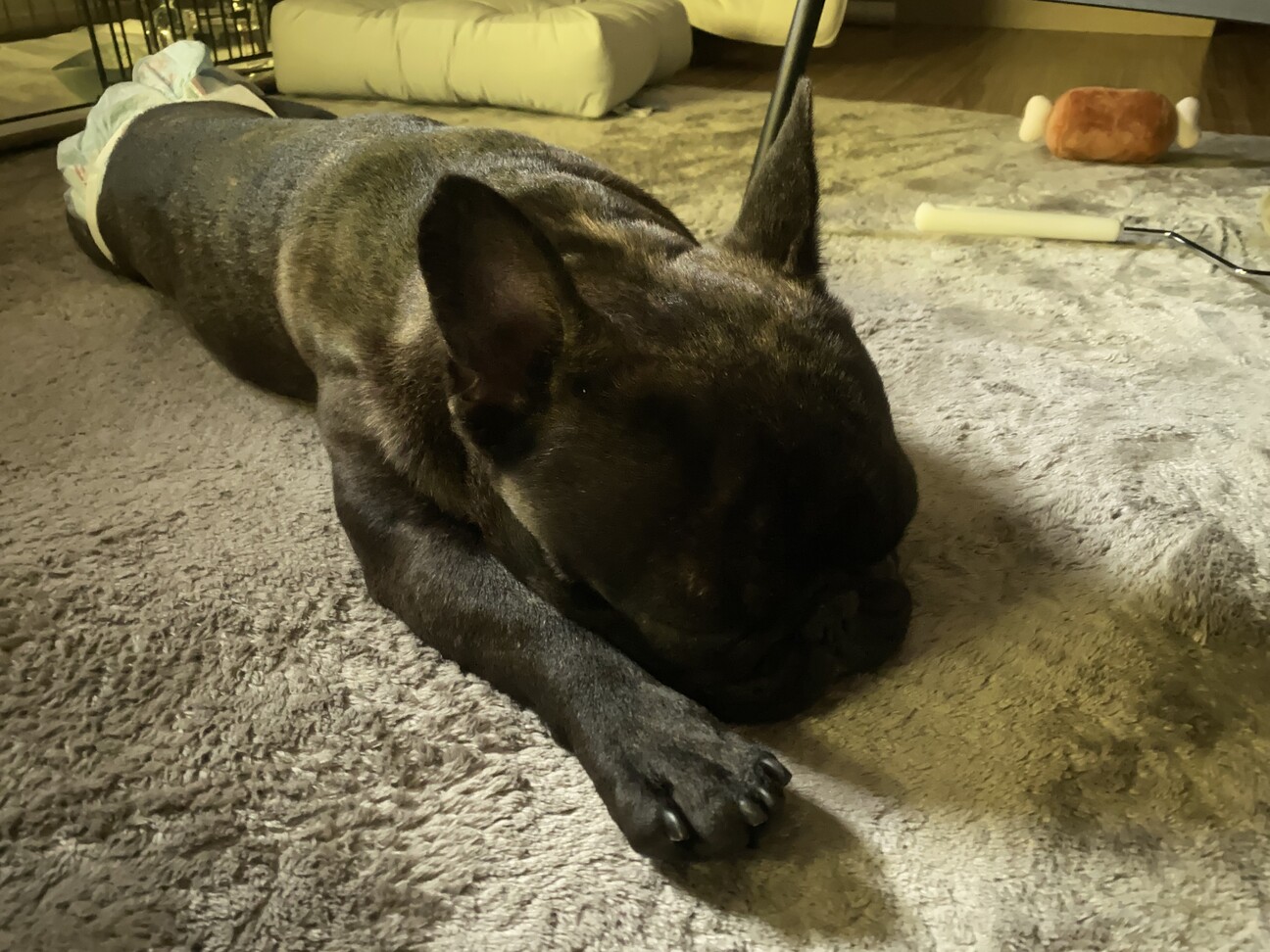 里親様決まりました！」大分県 - 犬の里親募集(539598) 3枚目の画像 