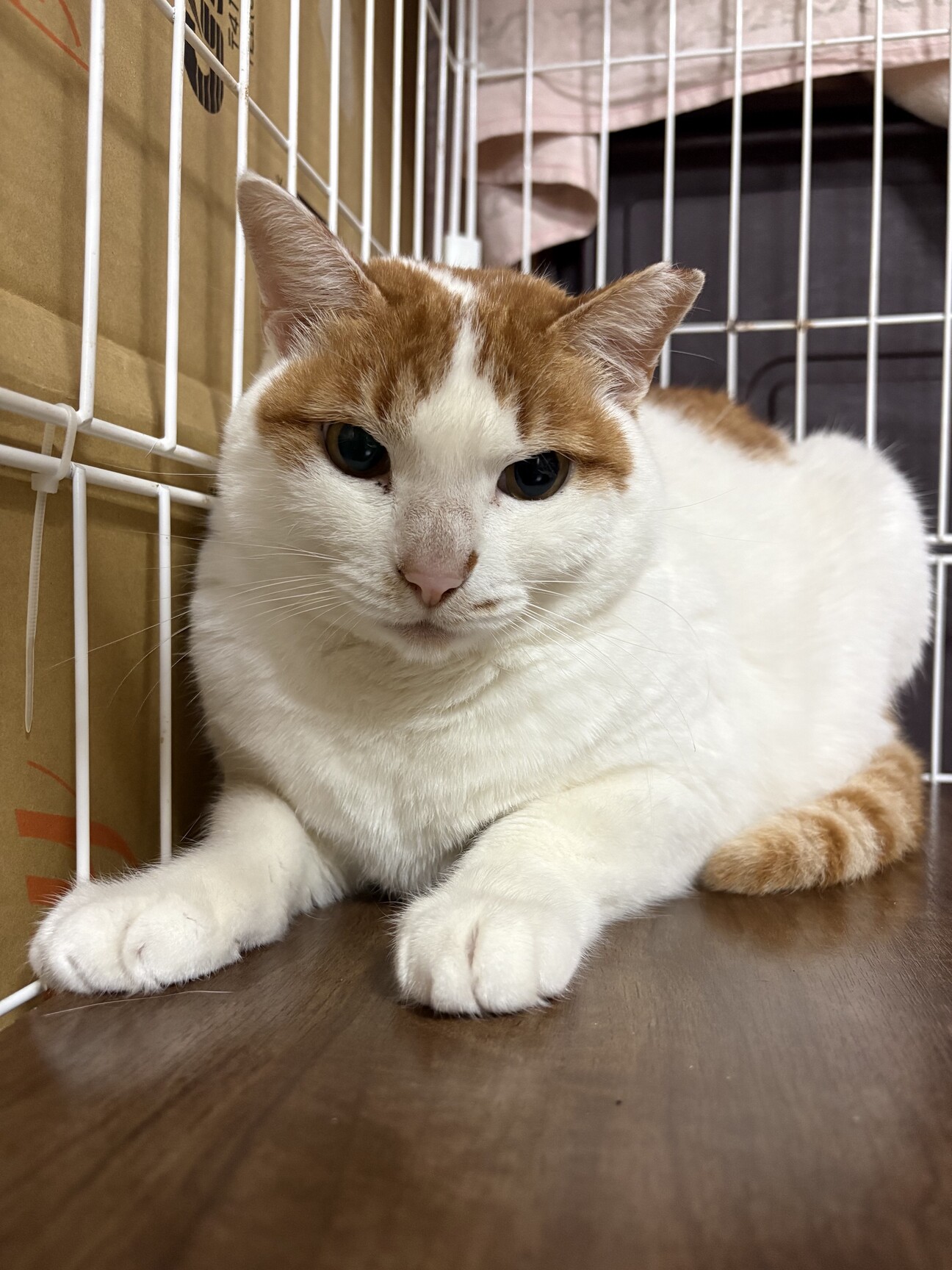 とても可愛い優しい白茶猫！」大阪府 - 猫の里親募集(539608