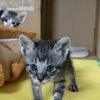 生後45日の赤ちゃん猫『ザバト（仮）』元気な男の子