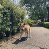 穏やかなシニアの源ちゃん サムネイル2