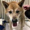 穏やかなシニアの源ちゃん サムネイル3