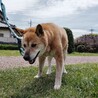 穏やかなシニアの源ちゃん サムネイル4