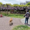 穏やかなシニアの源ちゃん サムネイル5