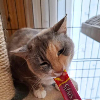 釣り針がついた状態で保護された「きなこちゃん」