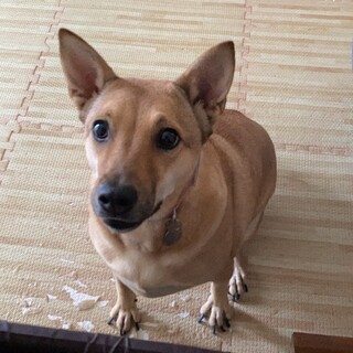 【里親募集】琉球犬MIX 推定８歳メス