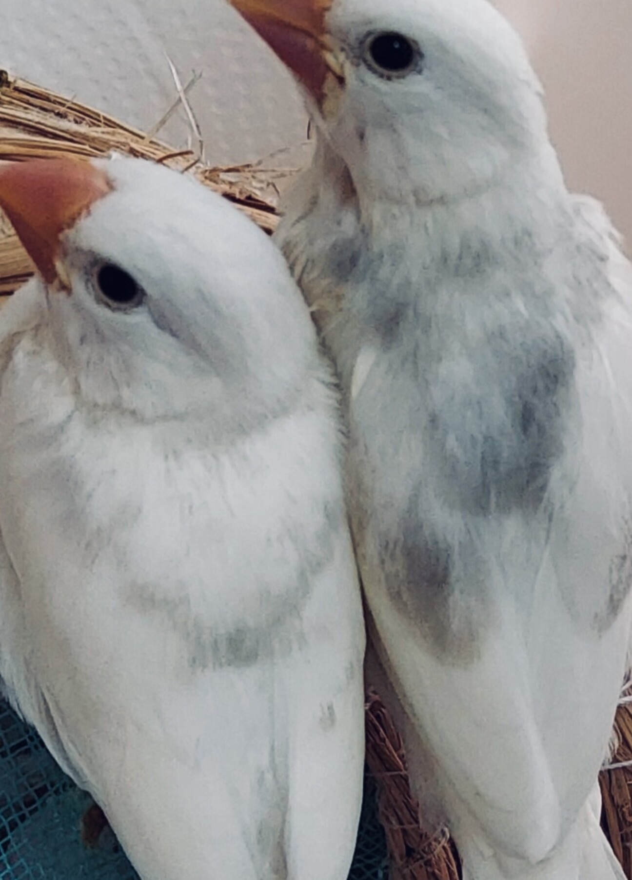 白文鳥 2羽」大阪府 - 鳥の里親募集(539245) :: ペットのおうち【里親