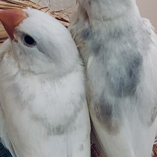 白文鳥 2羽」大阪府 - 鳥の里親募集(539245) :: ペットのおうち【里親