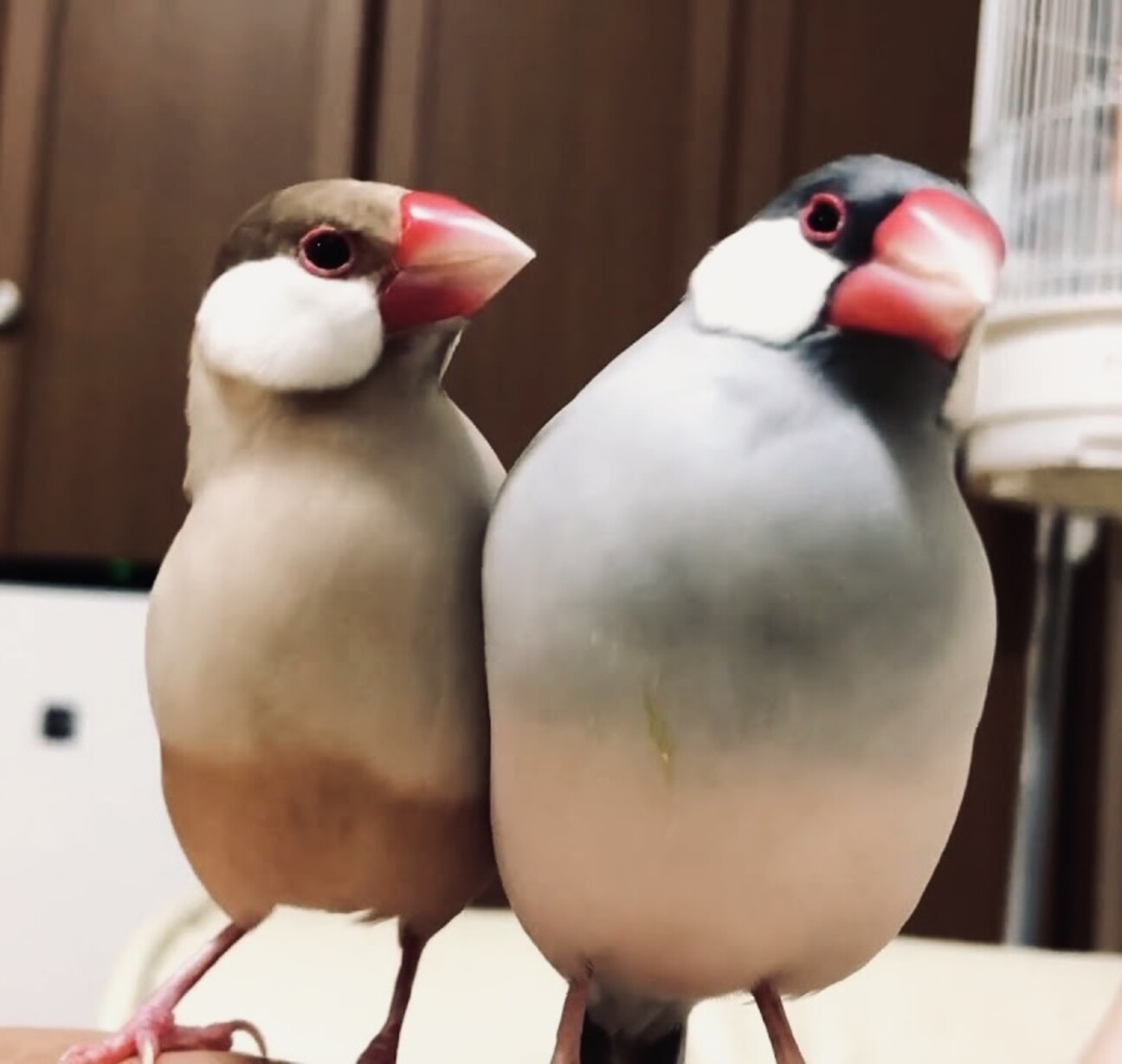 シナモン文鳥さま専用ページ シナモン文鳥・シルバー文鳥」大阪府 - 鳥の里親募集(539244
