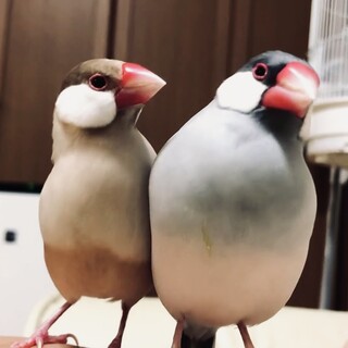 シナモン文鳥・シルバー文鳥」大阪府 - 鳥の里親募集(539244