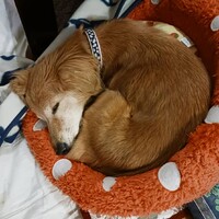 チョコ