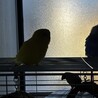 夕暮れ時にまったりするレモンちゃんと北斎