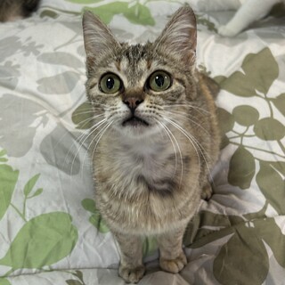超馴れ馴れ☆目が大きいあんみつちゃん
