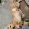 かまってちゃんのダックスです！