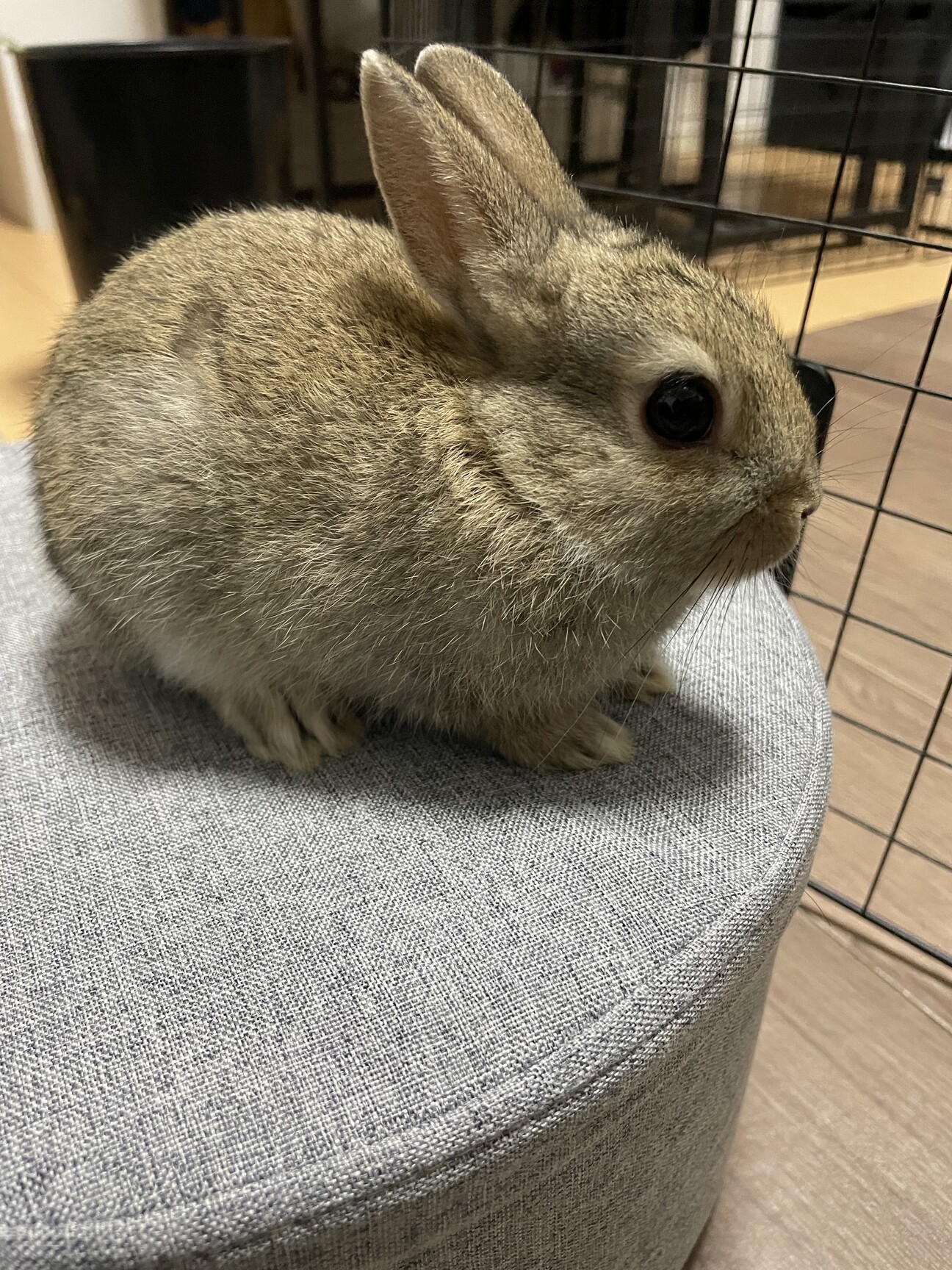 ミニウサギの赤ちゃん① 」三重県 - 小動物の里親募集(539600