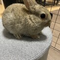 ミニウサギの赤ちゃん① 里親さんを探しています。