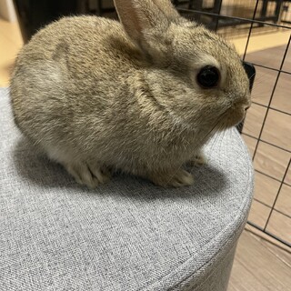 ミニウサギの赤ちゃん① 」三重県 - 小動物の里親募集(539600