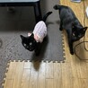 トトロク