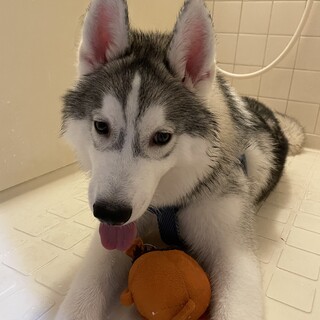 シベリアン・ハスキーの保護犬里親募集情報 :: ペットのおうち【里親