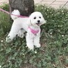 名前はクープです、オスの現在9歳です。