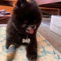 ポン