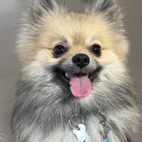 サン