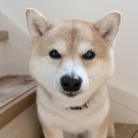 あずき