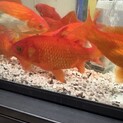 【急募】大きく育った元気な金魚