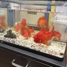 【急募】大きく育った元気な金魚 サムネイル2