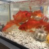 【急募】大きく育った元気な金魚 サムネイル3