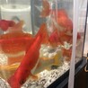 【急募】大きく育った元気な金魚 サムネイル4