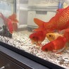 【急募】大きく育った元気な金魚 サムネイル5