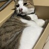 ゴマとら