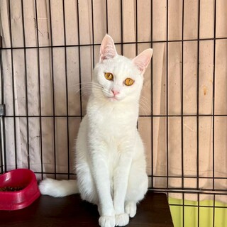 プラダを着た天使！？のプラダちゃん