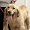 ゴールデンレトリーバー 男の子 6歳 サムネイル2